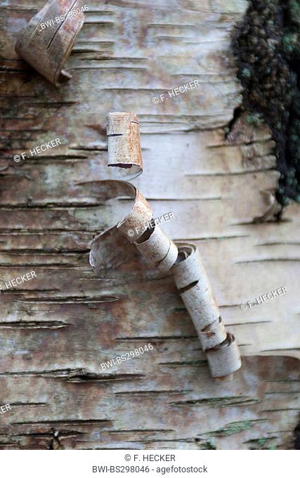 common birch, silver birch, European white birch, white birch (Betula pendula, Betula alba), bark, Germany