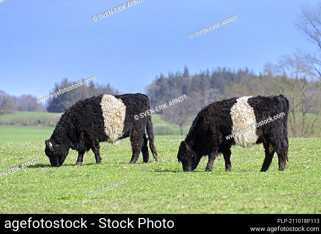 Two Belted Galloways, traditional Scottish breed of beef cattle, cows grazing in pasture / field