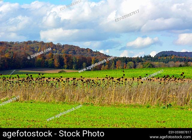 BW. Schützingen, Stromberggebiet in Württemberg im Herbst, Herbstwald, reifes Sonnenblumenfeld