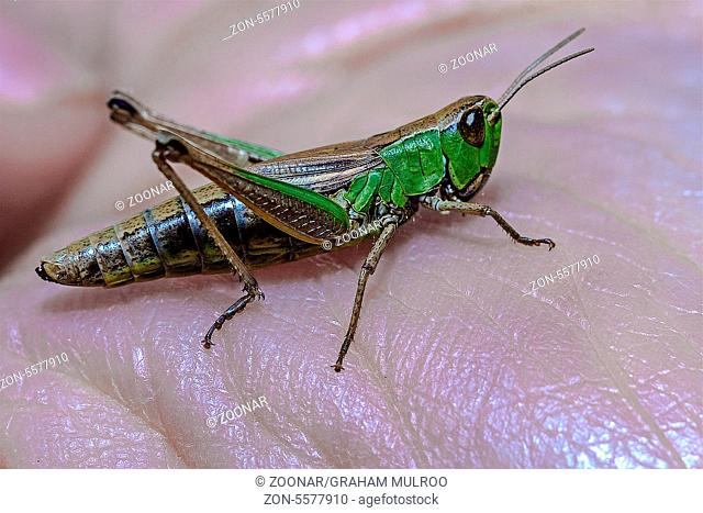 Green Grasshopper (Omocestus viridulus) On A hand