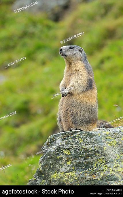 Murmeltier im Nationalpark Hohe Tauern, Österreich, Marmota marmota, Marmot in Hohe Tauern National Park, Austria