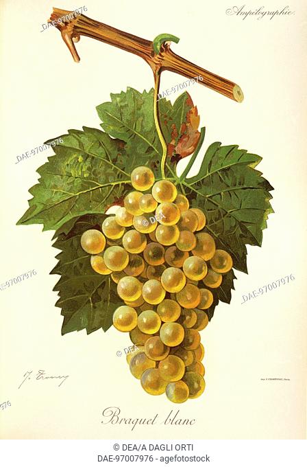 Pierre Viala (1859-1936), Victor Vermorel (1848-1927), Traite General de Viticulture. Ampelographie, 1901-1910. Tome IV, plate: Braquet Blanc grape