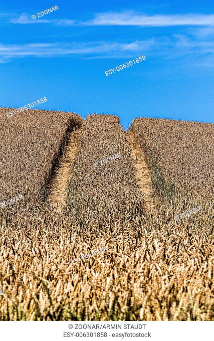 side marks in a summer wheat field with blue sky