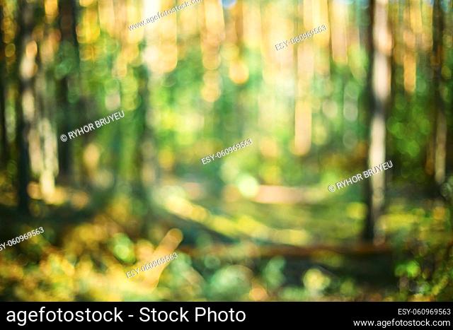 Abstract Blurred Bokeh Background With Summer Forest Woods Under Sunlight