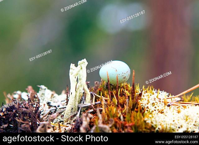 Natural composition. Components of nature: moss, deer moss, lichen, pine needles, a tiny egg of one of the smallest birds (Redpoll, linnet, Acanthis)