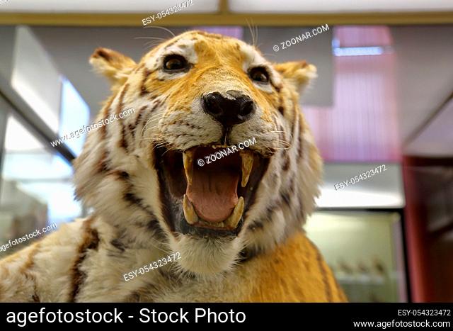 Moscow, Russia - January 25, 2020: Part of the exposition of the Zoological Museum of Moscow State University named after Lomonosov