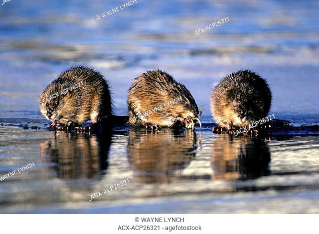 Wintering muskrats Ondatra zibethicus eating underwater bulbs on the edge of the ice, central Alberta, Canada
