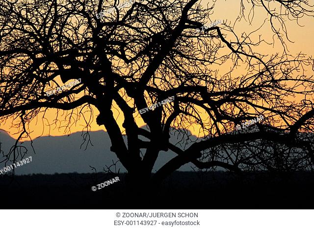 Silhouette of a tree on sunset, Thornybush, Kruger National Park, South Africa