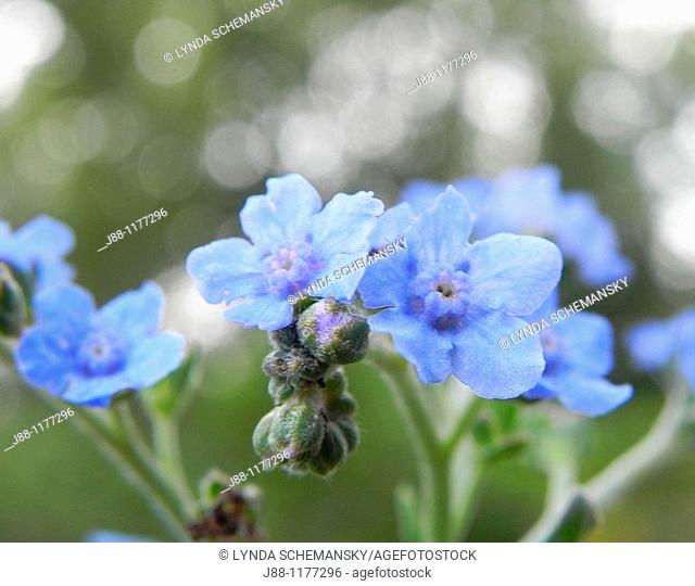 Forget Me Not flowers and buds, Myosotis sylvatica