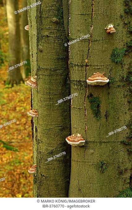 True Tinder Polypore (Fomes fomentarius) growing on a Common Beech or European Beech trunk (Fagus sylvatica), Hesse, Germany