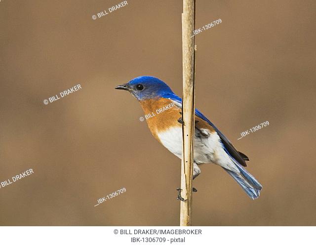 Eastern Bluebird (Sialia sialis), male perched on reed, Sinton, Corpus Christi, Coastal Bend, Texas, USA