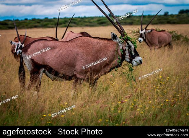 Group of Oryx standing in the high grass in the Central Kalahari, Botswana