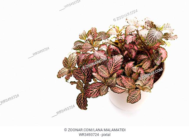 Houseplant fittonia with red leaves in white modern flowerpot isolated