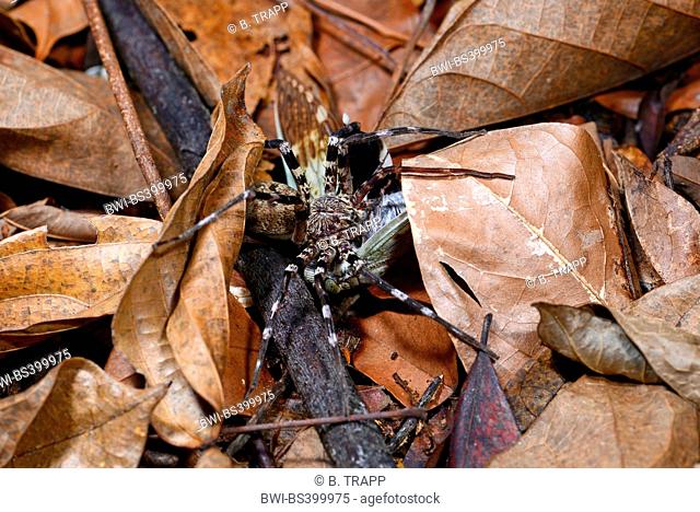 Zebra spider (Viridasius spec.), feeds a cicada, Madagascar, Nosy Be, Lokobe Reserva