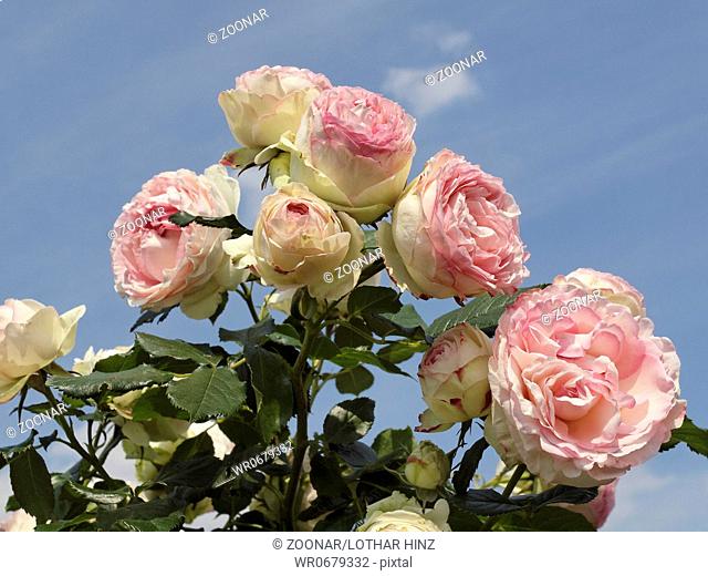 Rosa Eden Rose 85, Climbing rose, Romantic Rose