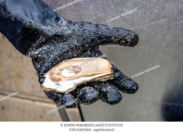 A waterman holding an open oyster , Dameron, Maryland, USA