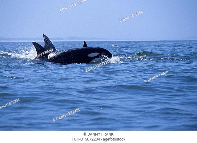 Transient Killer whales Orcinus orca surfacing, Monterey Bay, California, USA