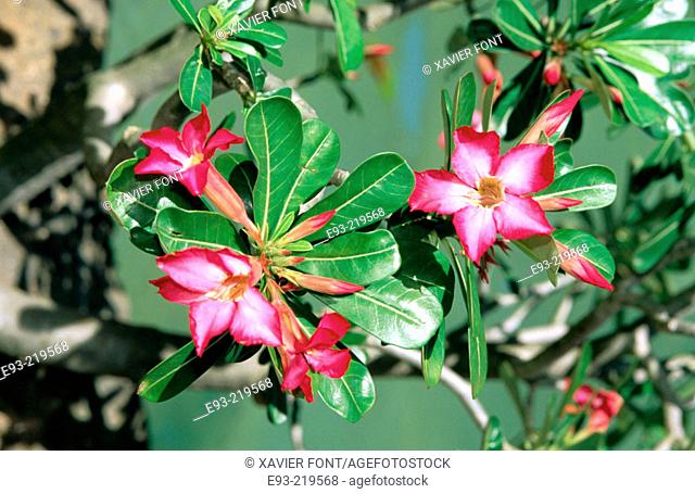 Desert Rose or Desert Azalea (Adenium obesum)