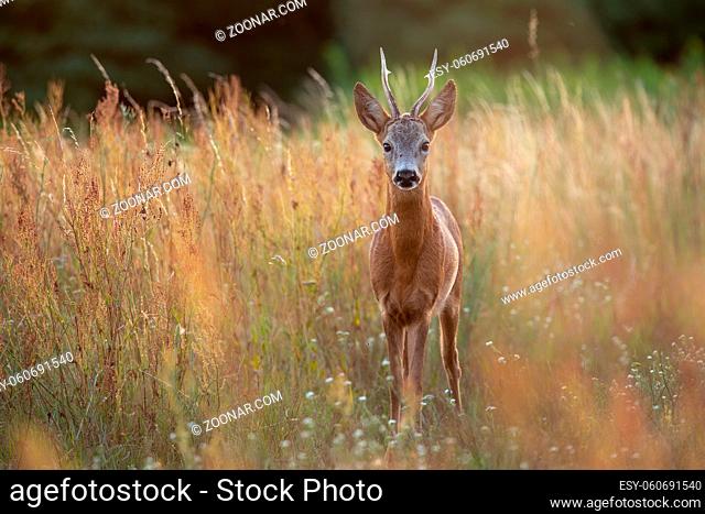 Alert roe deer, capreolus capreolus, buck standing in tall dry grass on a meadow in summer nature and looking to the camera