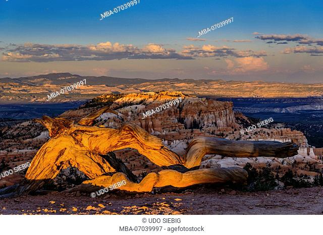 USA, Utah, Garfield County, Bryce Canyon National Park, Deadwood at Sunrise Point