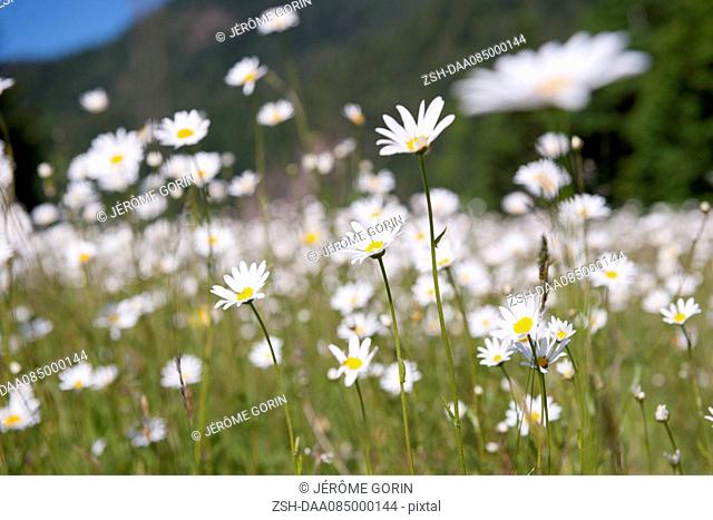 Wild daisies, Olympic National Park, Washington, USA