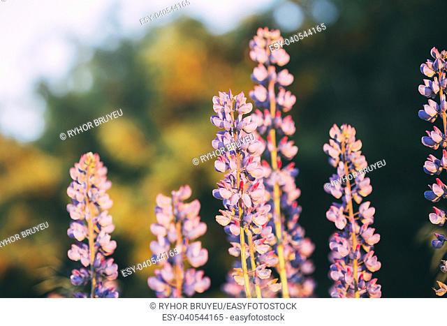 Gomel, Belarus. Wild Flowers Lupine In Summer Field Meadow At Sunset Sunrise. Close Up. Copyspace. Lupinus, Commonly Known As Lupin Or Lupine