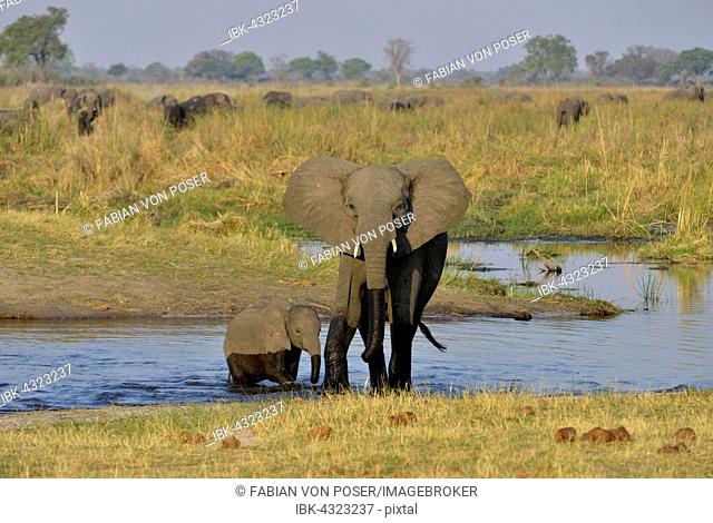 Elephant (Loxodonta africana), cow with calf crossing Cuando River, Bwabwata National Park, Zambezi Region, Caprivi Strip, Namibia