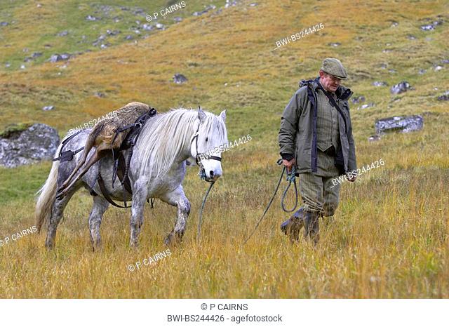 stalker leads a Highland Pony with a red deer carcass on the back over a meadow, United Kingdom, Scotland, Sutherland, Alladale Wilderness Reserve