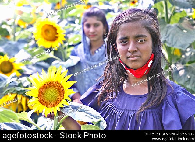 DHAKA, BANGLADESH - MARCH 23: A girl poses for photos inside a sunflower field, Farmers has increased the production of the sunflowers on the season