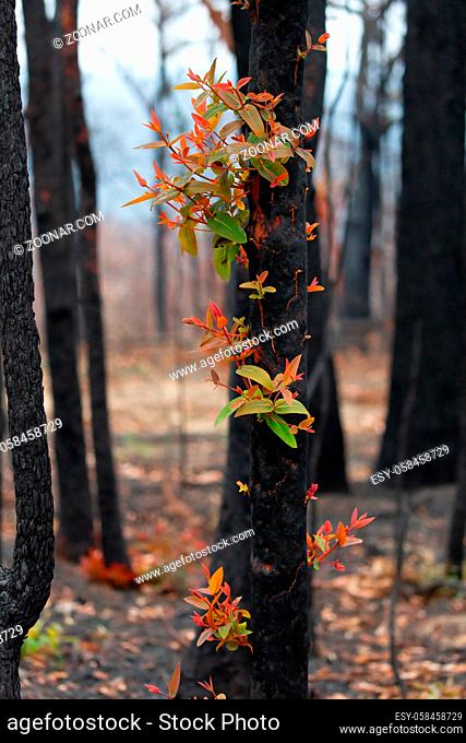 Red and green leaves emerge from a burnt tree. When you look closely the tree trunk splits and cracks open to push out new growth