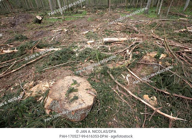 Cut tree stumps in the Bialowieza Forest World Natural World Heritage Site, Poland, 26 May 2017. They illustrate the impact of the large-scale logging in...