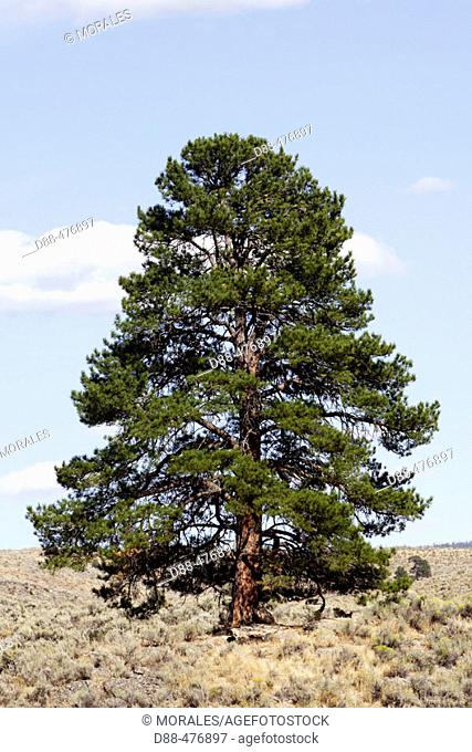 Ponderosa pine tree (Pinus ponderosa). Ponderosa Ranch. Seneca. Oregon . USA
