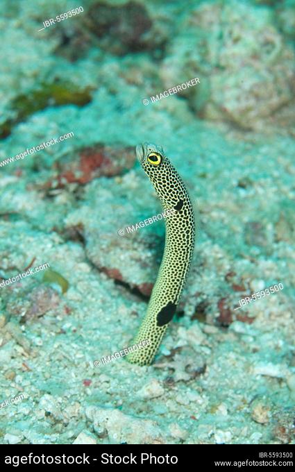 Spotted Eel, Spotted Eel, Eels, Other Animals, Fish, Animals, Spotted Garden Eel (Heteroconger hassi) adult, em