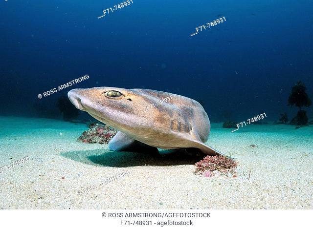 Carpet shark (Cephaloscylium isabellum). Poor Knights Islands, New Zealand. South Pacific Ocean