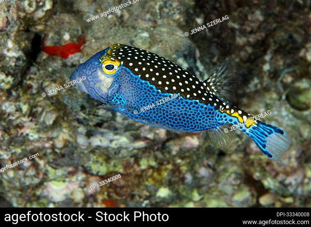 Spotted boxfish (Ostracion meleagris), also known as white-spotted boxfish; Maui, Hawaii, United States of America