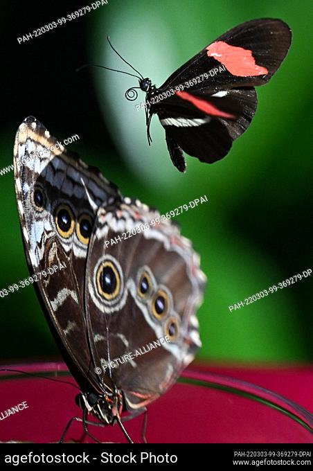 03 March 2022, Hessen, Frankfurt/Main: A letter carrier (Heliconius melpomene, r) approaches a Blue Morpho butterfly (Morpho peleides) in the Flower and...