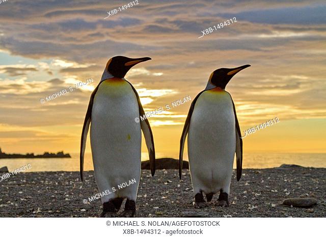 King penguins Aptenodytes patagonicus at sunrise on South Georgia Island, Southern Ocean  MORE INFO The king penguin is the second largest species of penguin at...