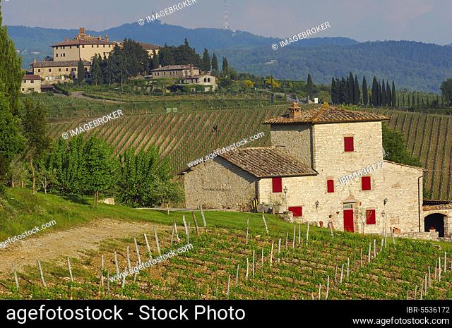 Vineyards, near Radda in Chianti, Chianti, Tuscany countryside, Siena province, Tuscany, Italy, Europe
