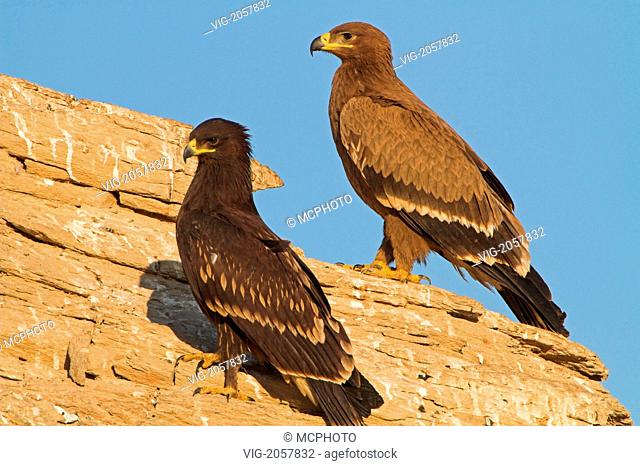 Schelladler, Greater Spotted Eagle, Spotted Eagle, Aquila clanga, Aigle criard, Águila Moteada - Oman, 01/01/2010