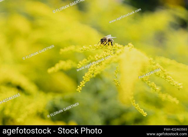A wasp on yellow flowers, taken in a garden in Vierkirchen, August 18, 2023. - Vierkirchen/Deutschland