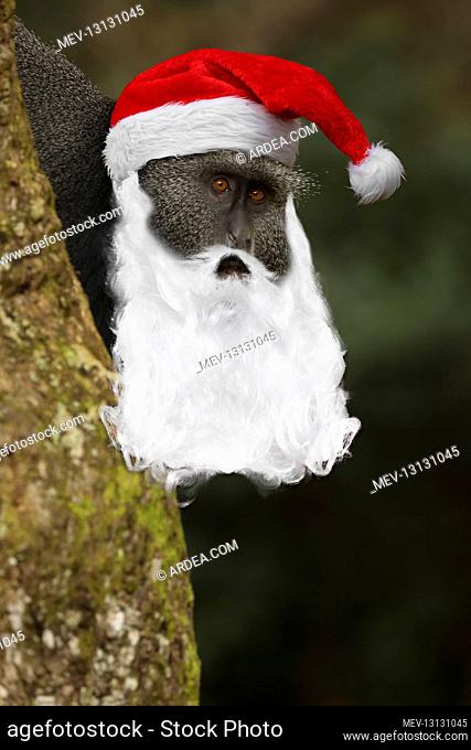 Stuhlmann's blue monkey, with Father Christmas har and beard. Kakamega forest, It is Kenya\'s only tropical rainforest and is said to be Kenya\'s last remnant...