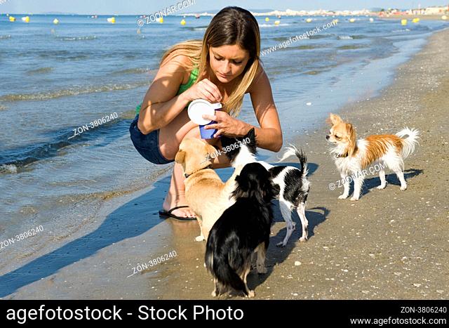 portrait of a cute purebred chihuahuas and young woman on the beach