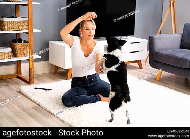 Woman Training And Playing With Pet Dog At Home