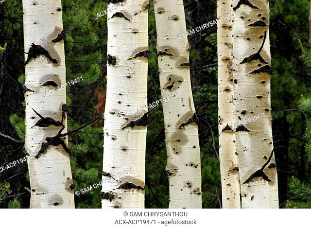 Wet aspen tree trunks Populous tremuloides near Nordegg, Alberta, Canada