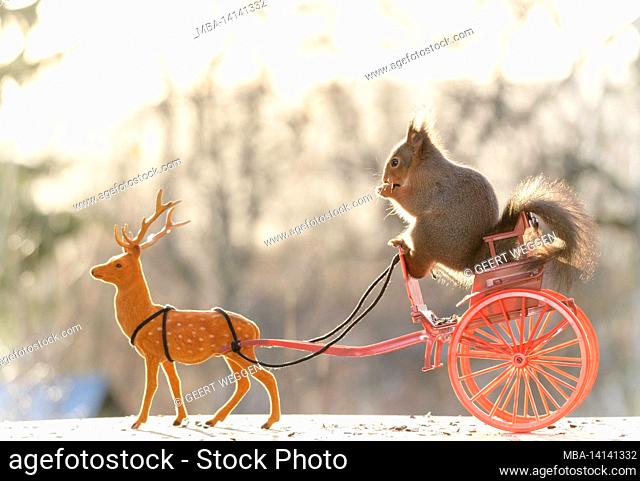 red squirrel standing on a chariot with an deer