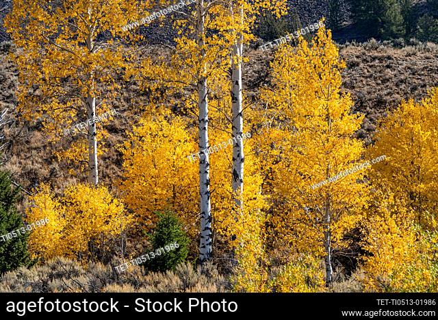 United States, Idaho, Sun Valley, Yellow birch trees in autumn in Rocky Mountains