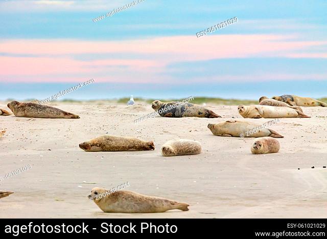 Seehunde (Phoca vitulina) ruhen auf einer Sandbank im Wattenmeer vor Juist, Ostfriesland, Deutschland. Harbor Seals (Phoca vitulina) on a sandbank in the wadden...