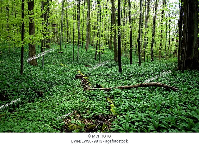 ramsons Allium ursinum, deciduous forest in spring, Germany, Baden-Wuerttemberg