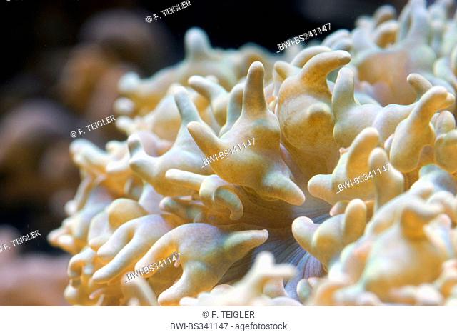 Pearl bubble coral (Physogyra lichtensteini), macro shot