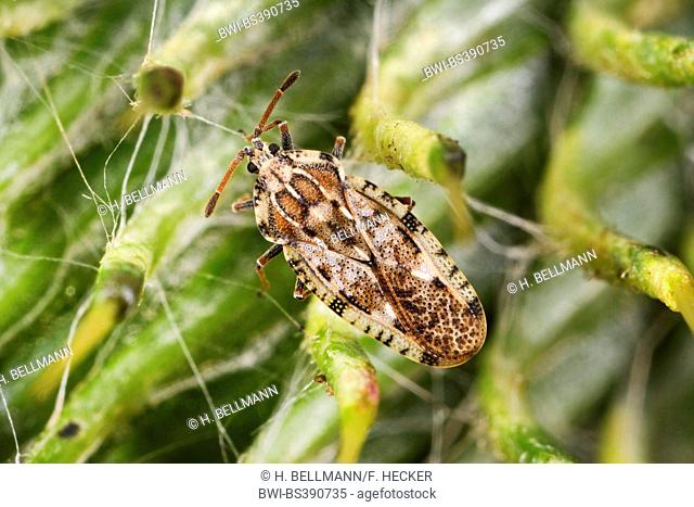Spear thistle lacebug, Spear thistle lace bug (Tingis cardui), sitting on a plant, Germany
